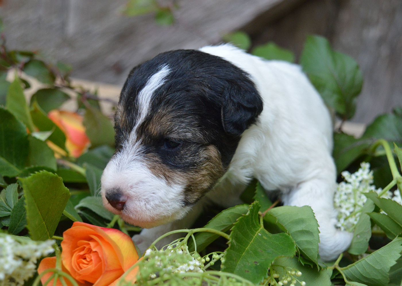 Du Jardin D'inuko - Chiots disponibles - Fox Terrier Poil Dur