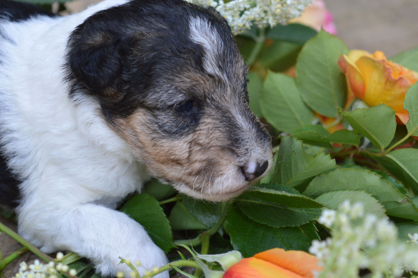 Du Jardin D'inuko - Chiots disponibles - Fox Terrier Poil Dur