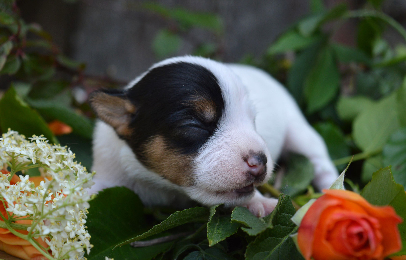 Du Jardin D'inuko - Chiots disponibles - Parson Russell Terrier