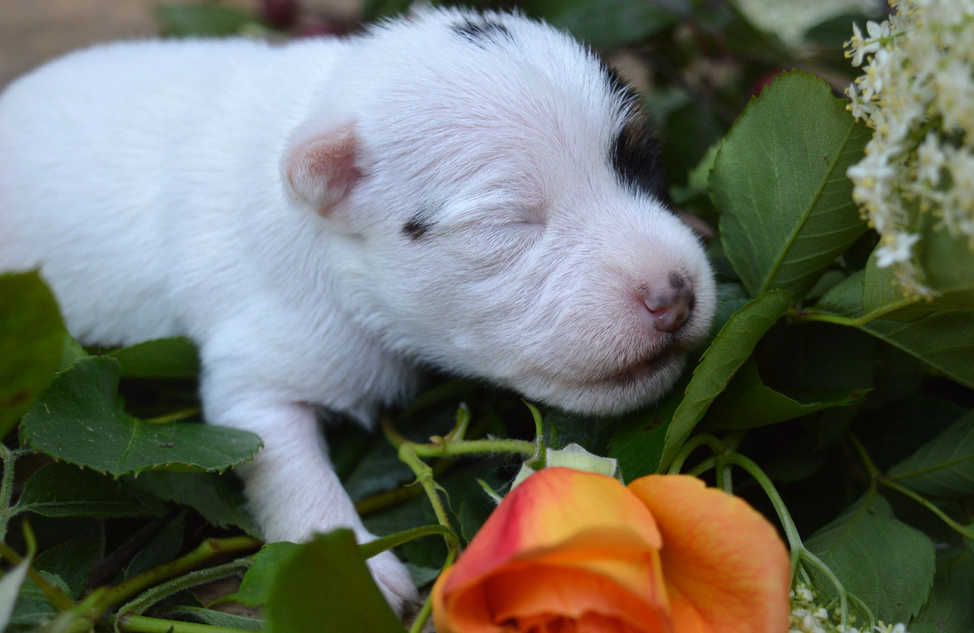 Du Jardin D'inuko - Chiots disponibles - Parson Russell Terrier