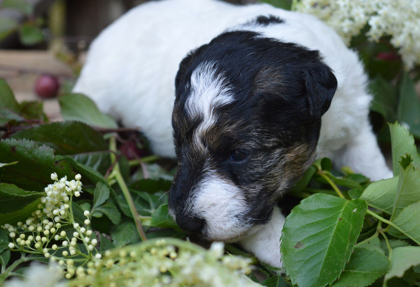 Du Jardin D'inuko - Chiots disponibles - Fox Terrier Poil Dur