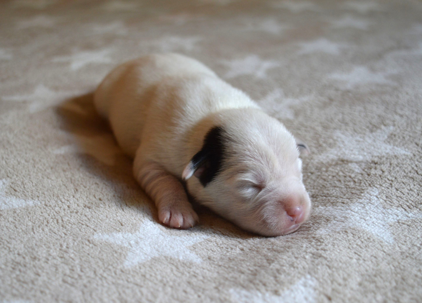 Du Jardin D'inuko - Chiots disponibles - Parson Russell Terrier