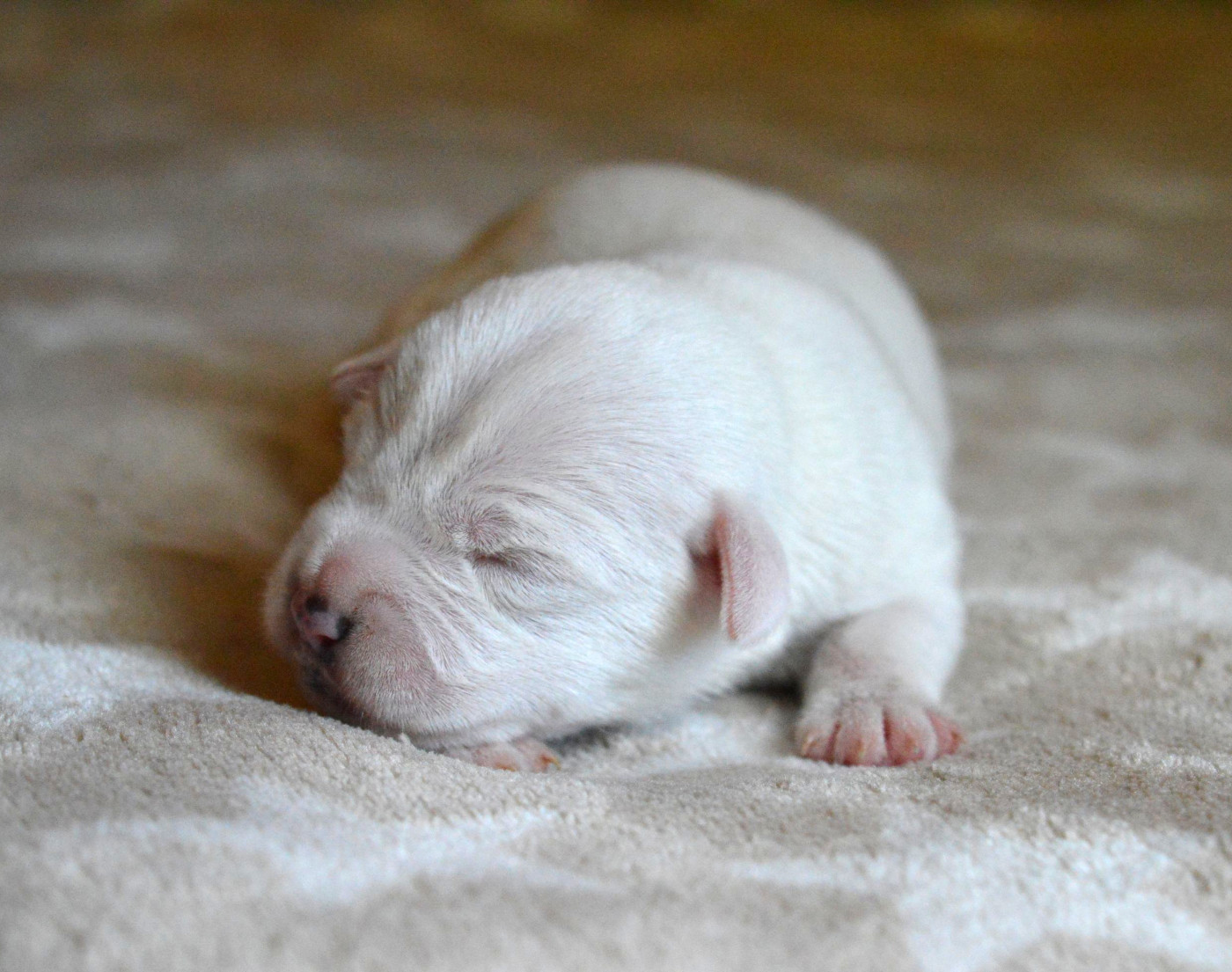 Du Jardin D'inuko - Chiots disponibles - Parson Russell Terrier