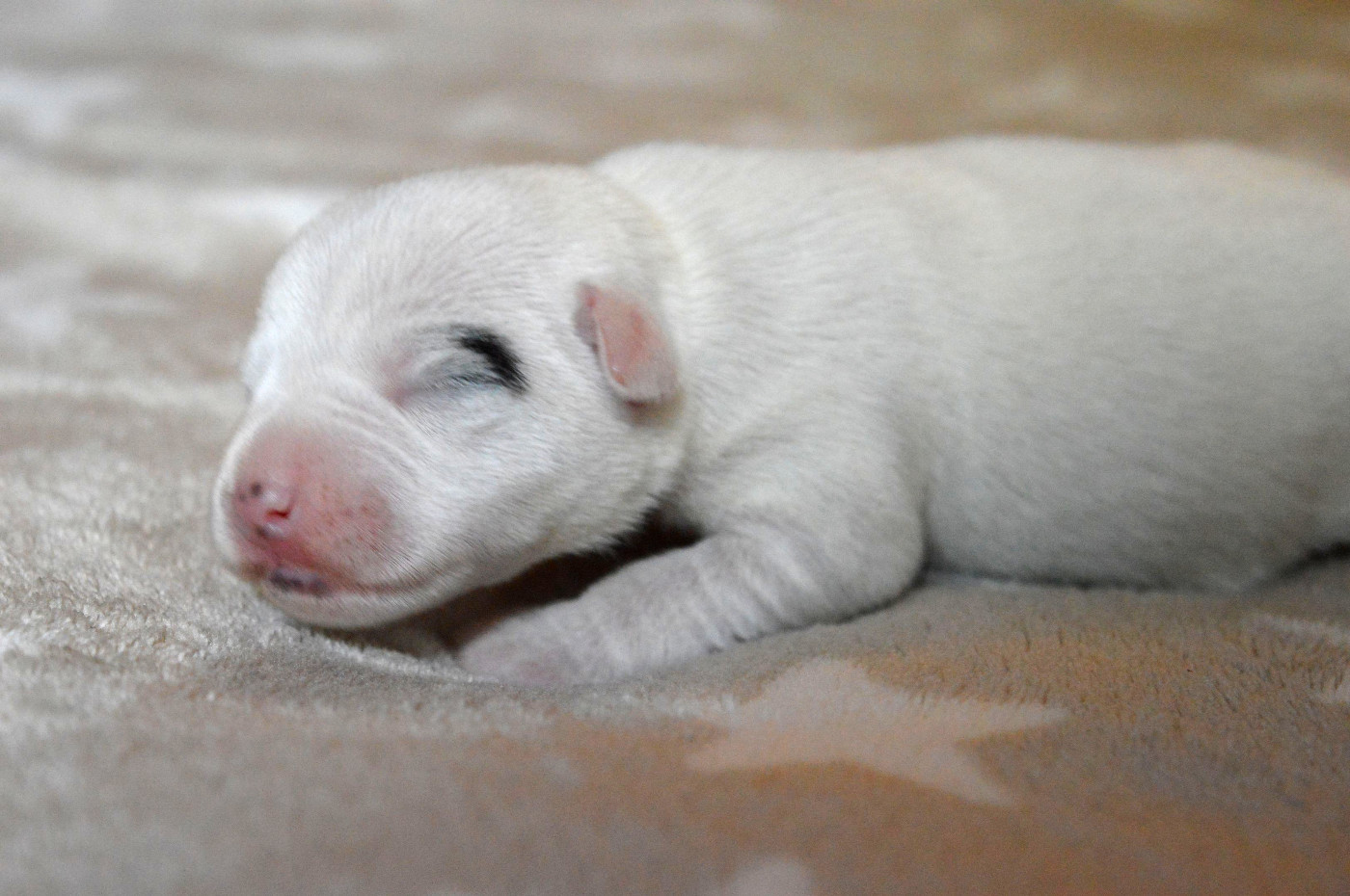 Du Jardin D'inuko - Chiots disponibles - Parson Russell Terrier