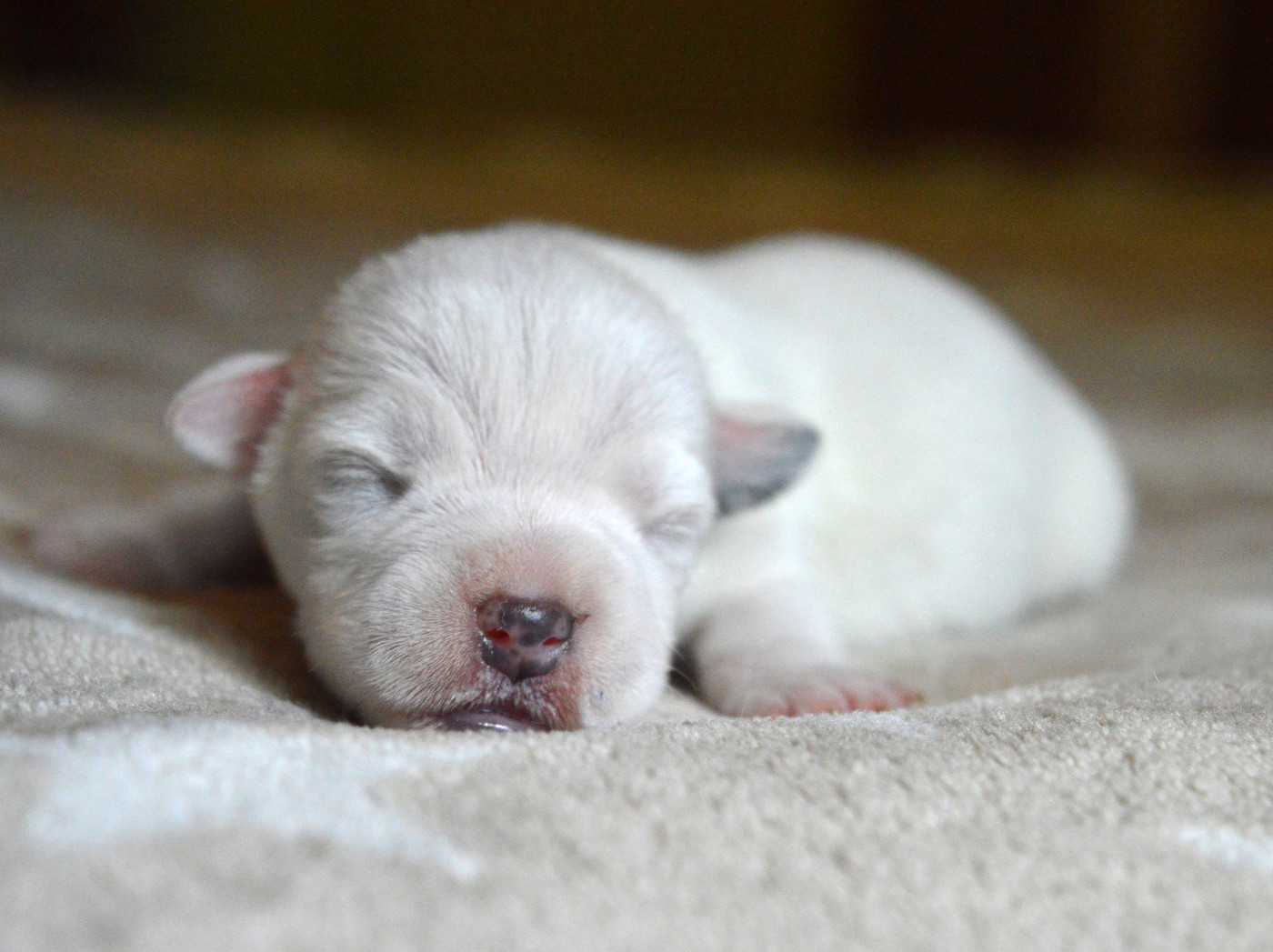 Du Jardin D'inuko - Chiots disponibles - Parson Russell Terrier