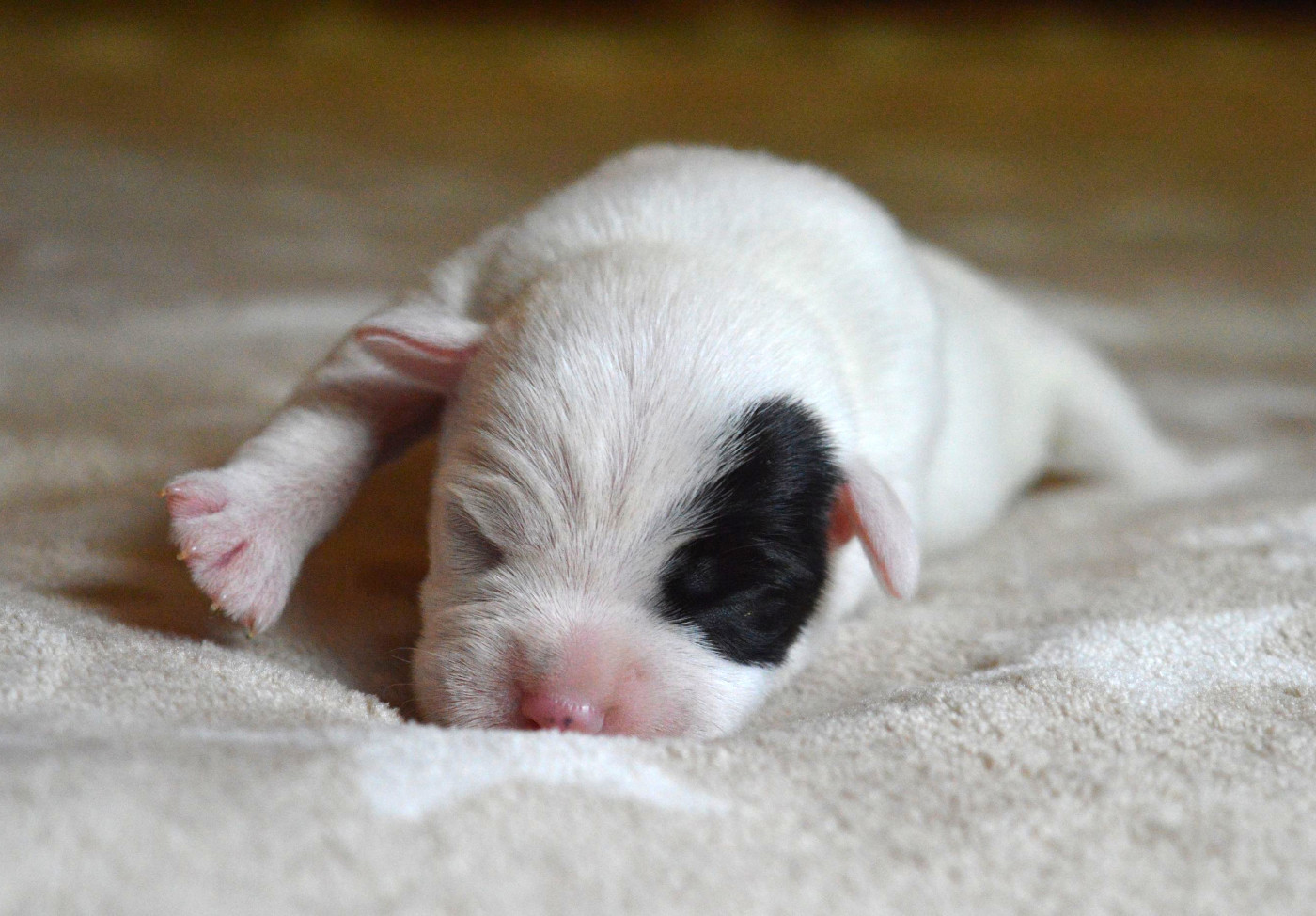 Du Jardin D'inuko - Chiots disponibles - Parson Russell Terrier