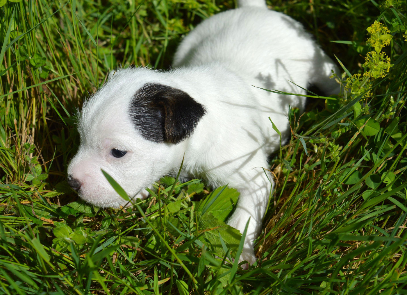 Du Jardin D'inuko - Chiots disponibles - Parson Russell Terrier