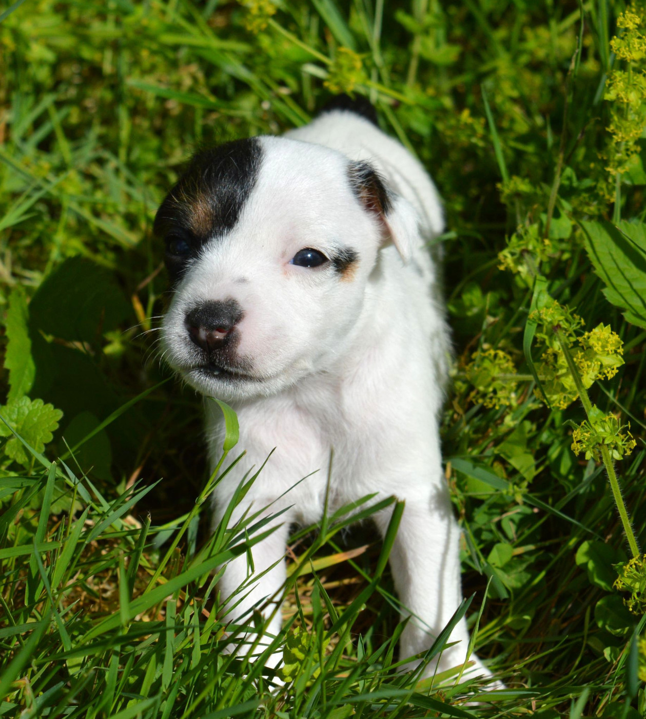 Du Jardin D'inuko - Chiots disponibles - Parson Russell Terrier