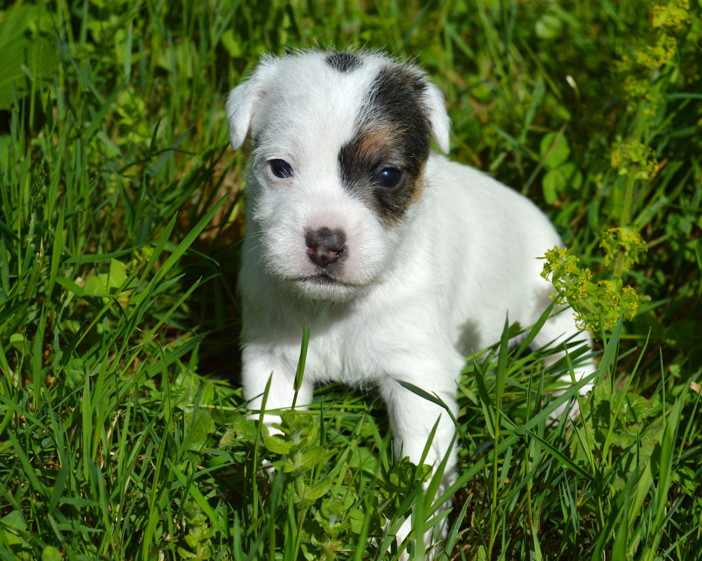 Du Jardin D'inuko - Chiots disponibles - Parson Russell Terrier