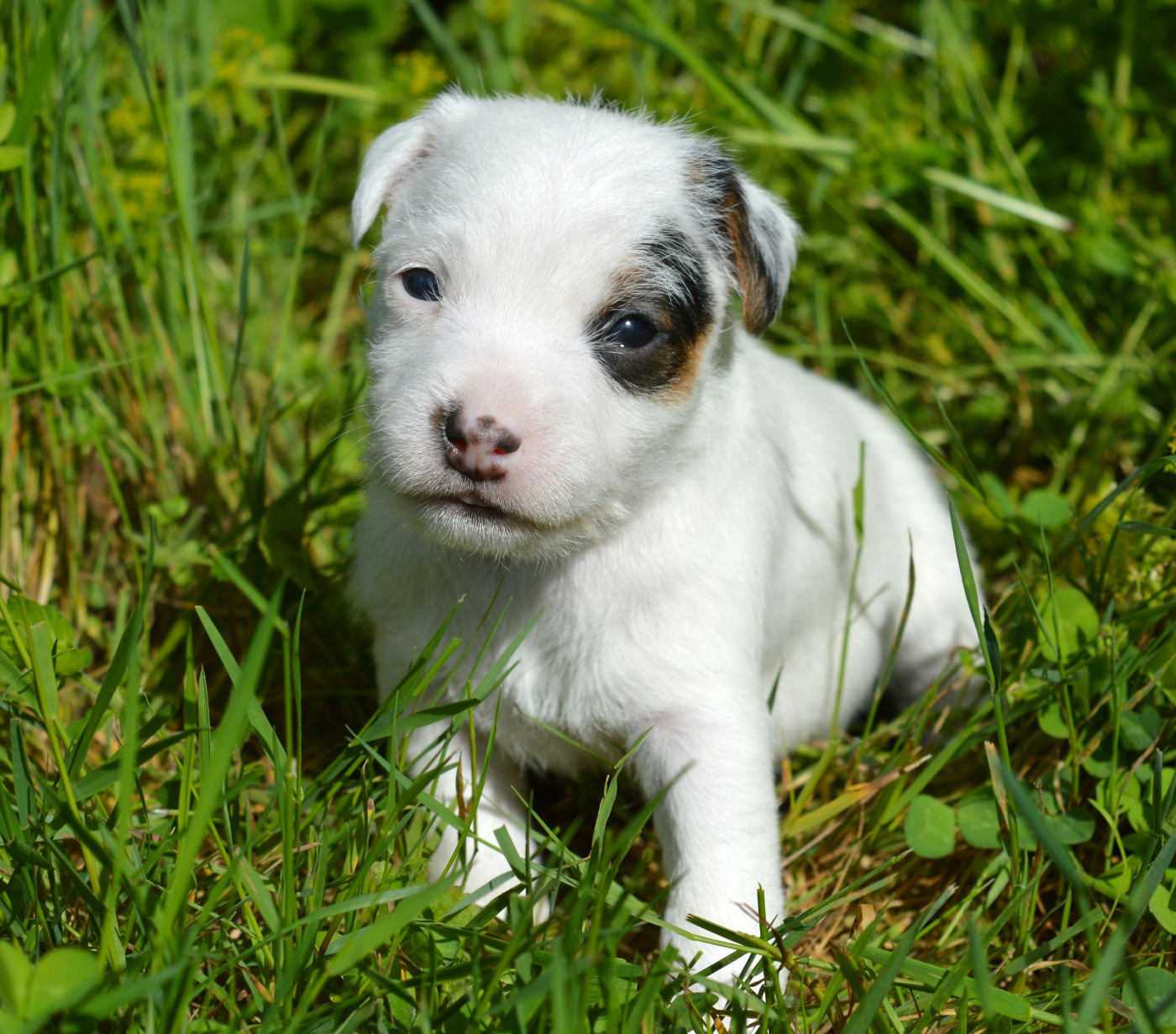 Du Jardin D'inuko - Chiots disponibles - Parson Russell Terrier