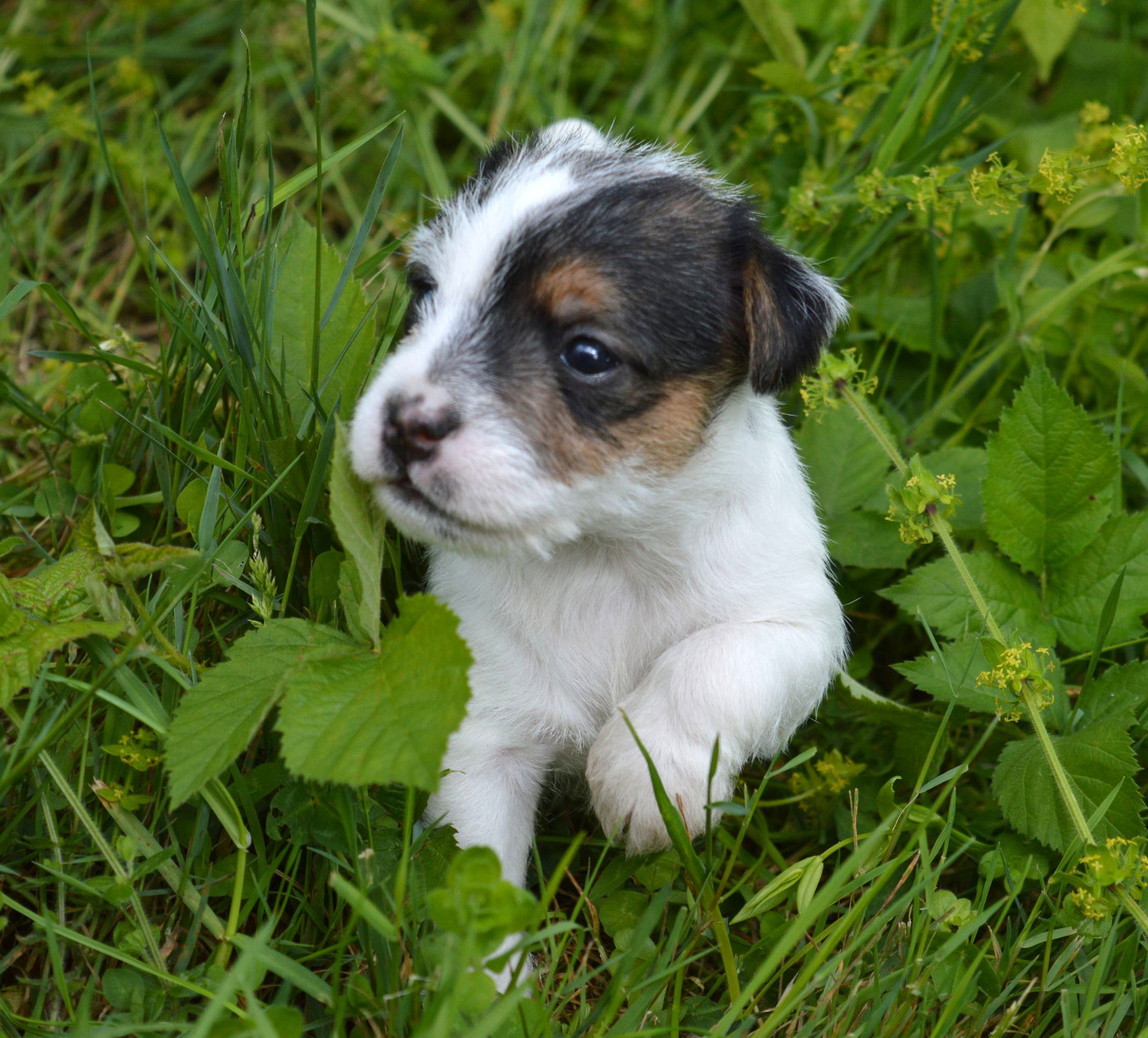 Du Jardin D'inuko - Chiots disponibles - Parson Russell Terrier