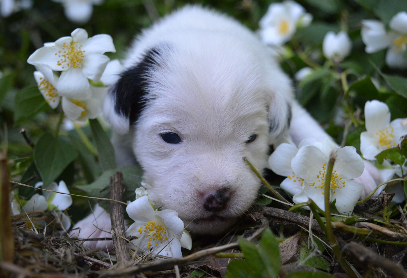 Du Jardin D'inuko - Chiots disponibles - Parson Russell Terrier
