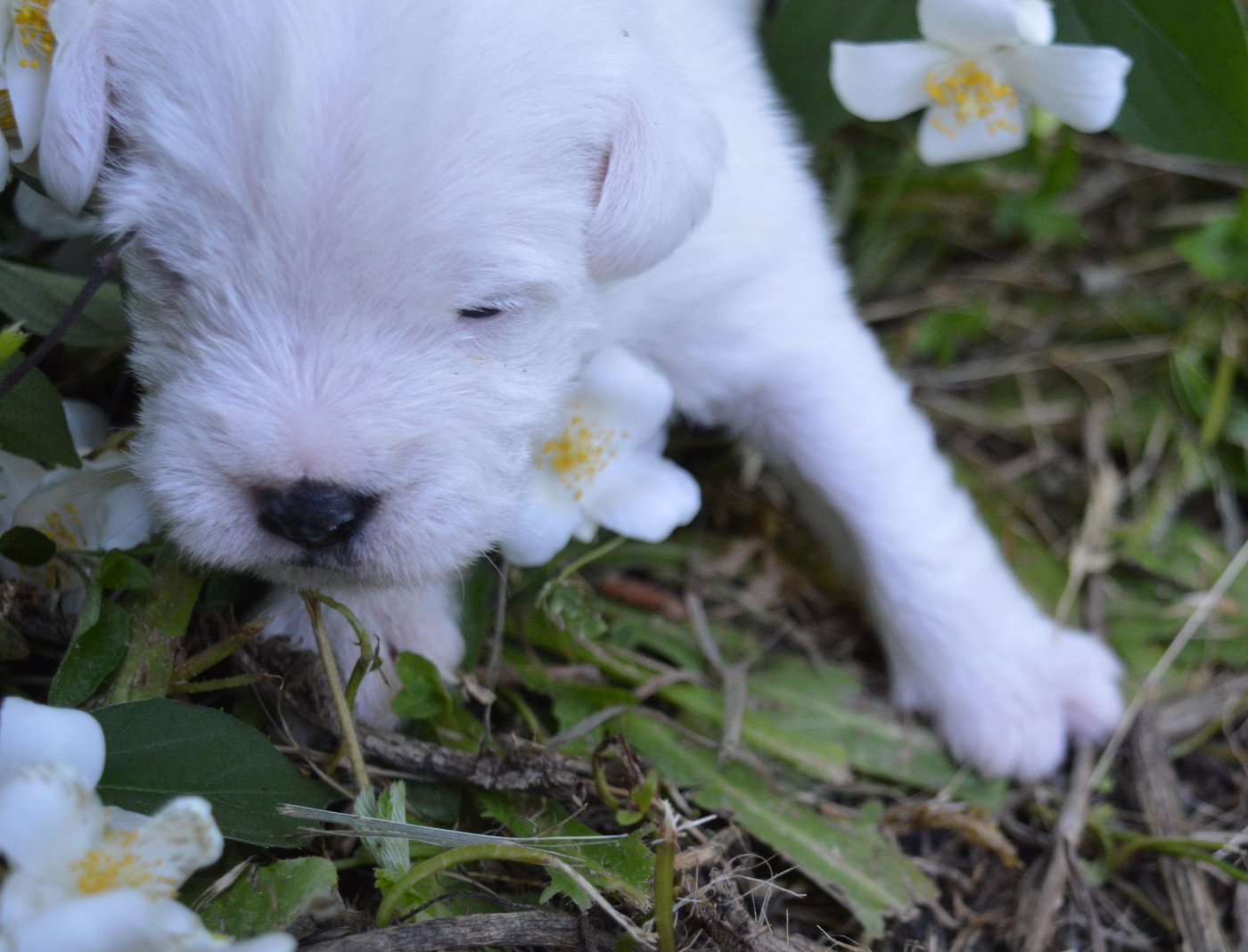 Du Jardin D'inuko - Chiots disponibles - Parson Russell Terrier