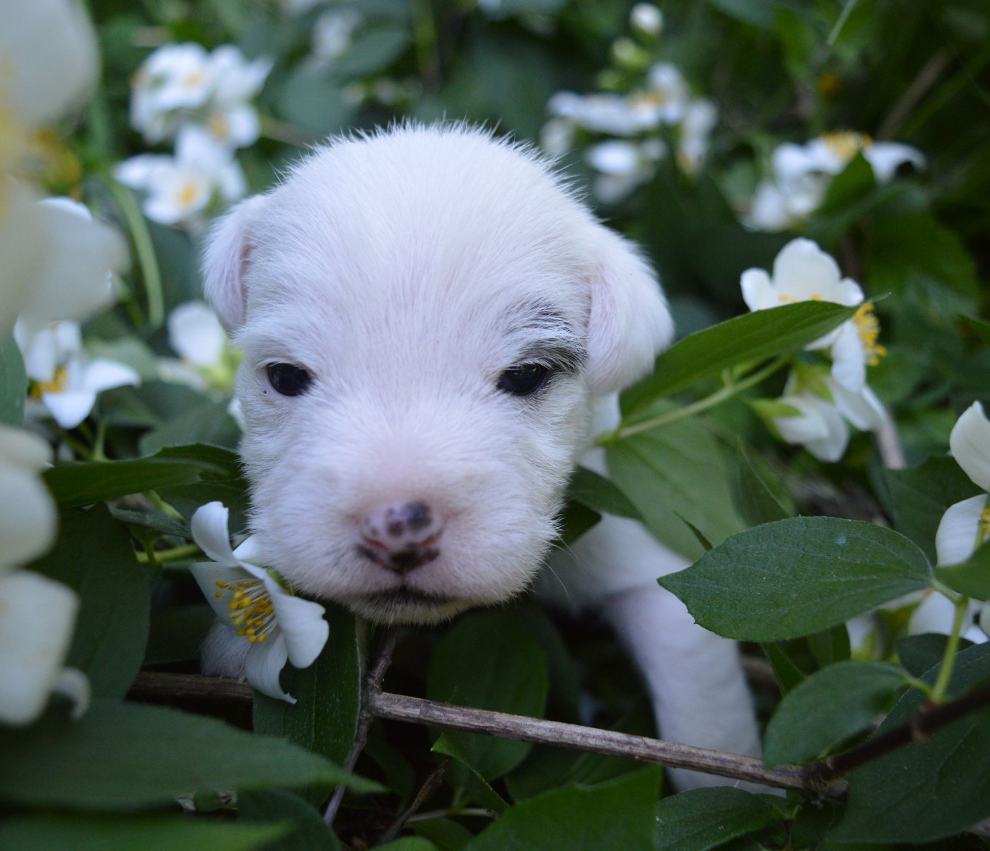Du Jardin D'inuko - Chiots disponibles - Parson Russell Terrier