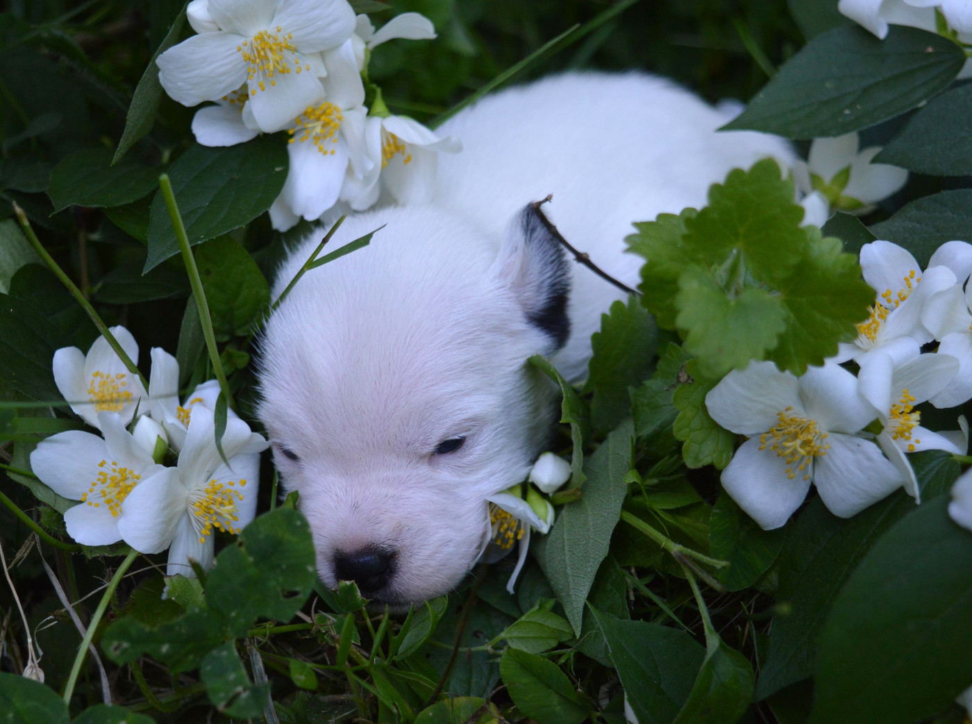 Du Jardin D'inuko - Chiots disponibles - Parson Russell Terrier