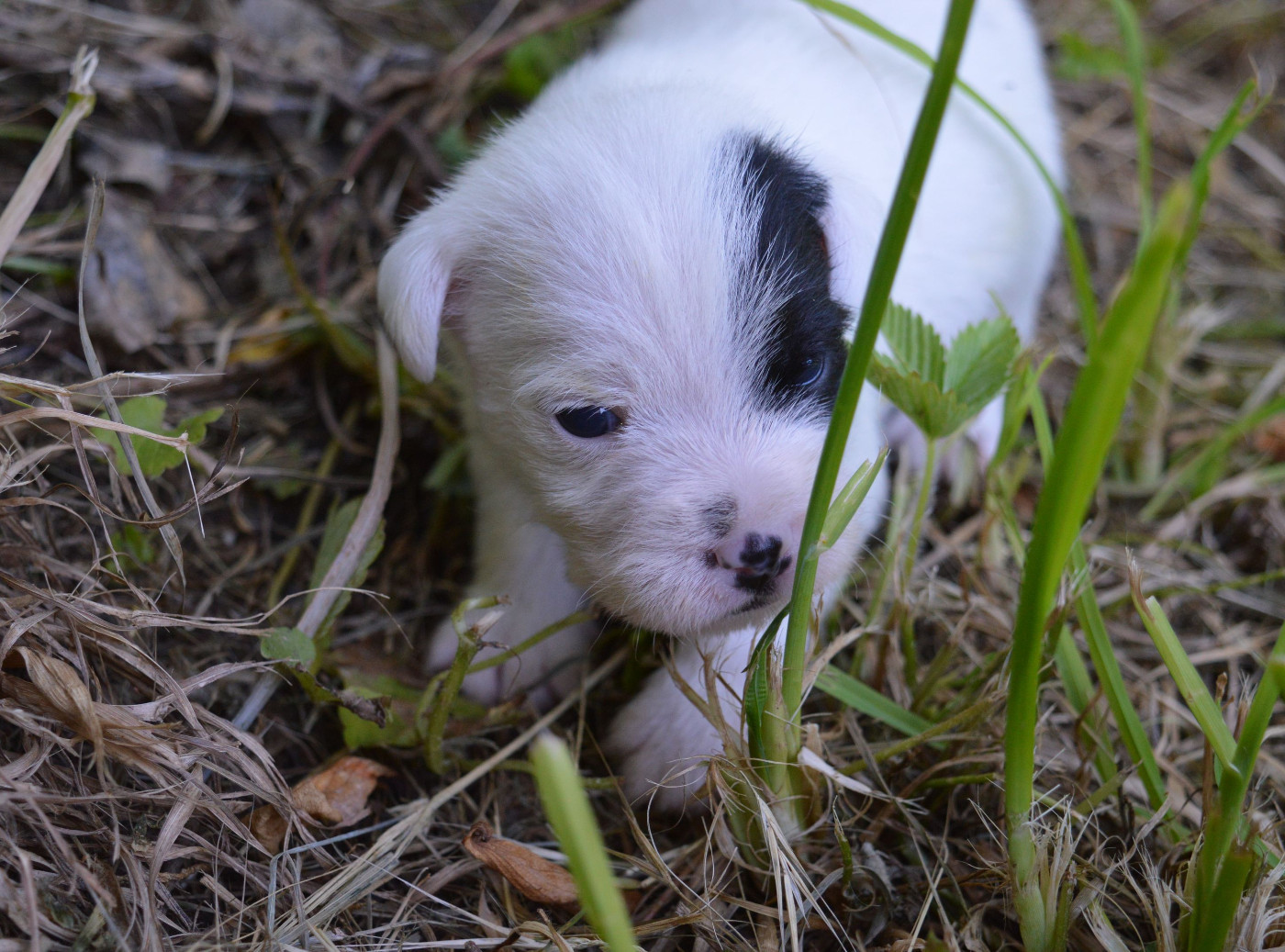 Du Jardin D'inuko - Chiots disponibles - Parson Russell Terrier