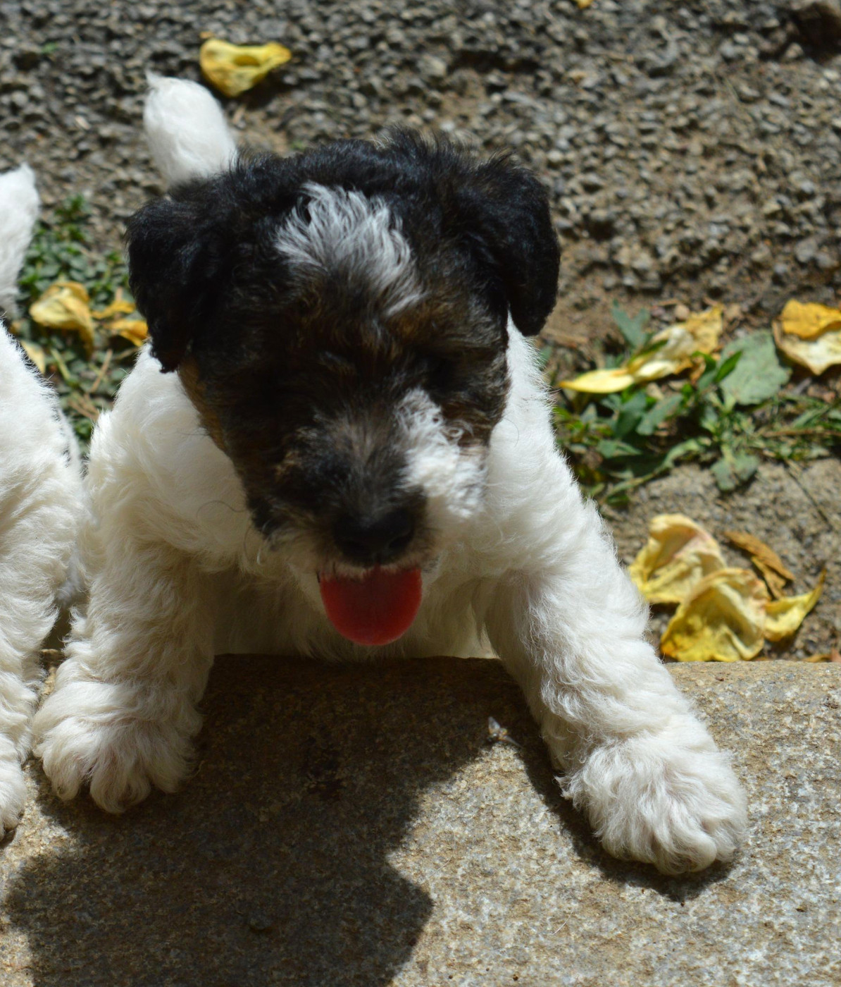 Du Jardin D'inuko - Chiots disponibles - Fox Terrier Poil Dur