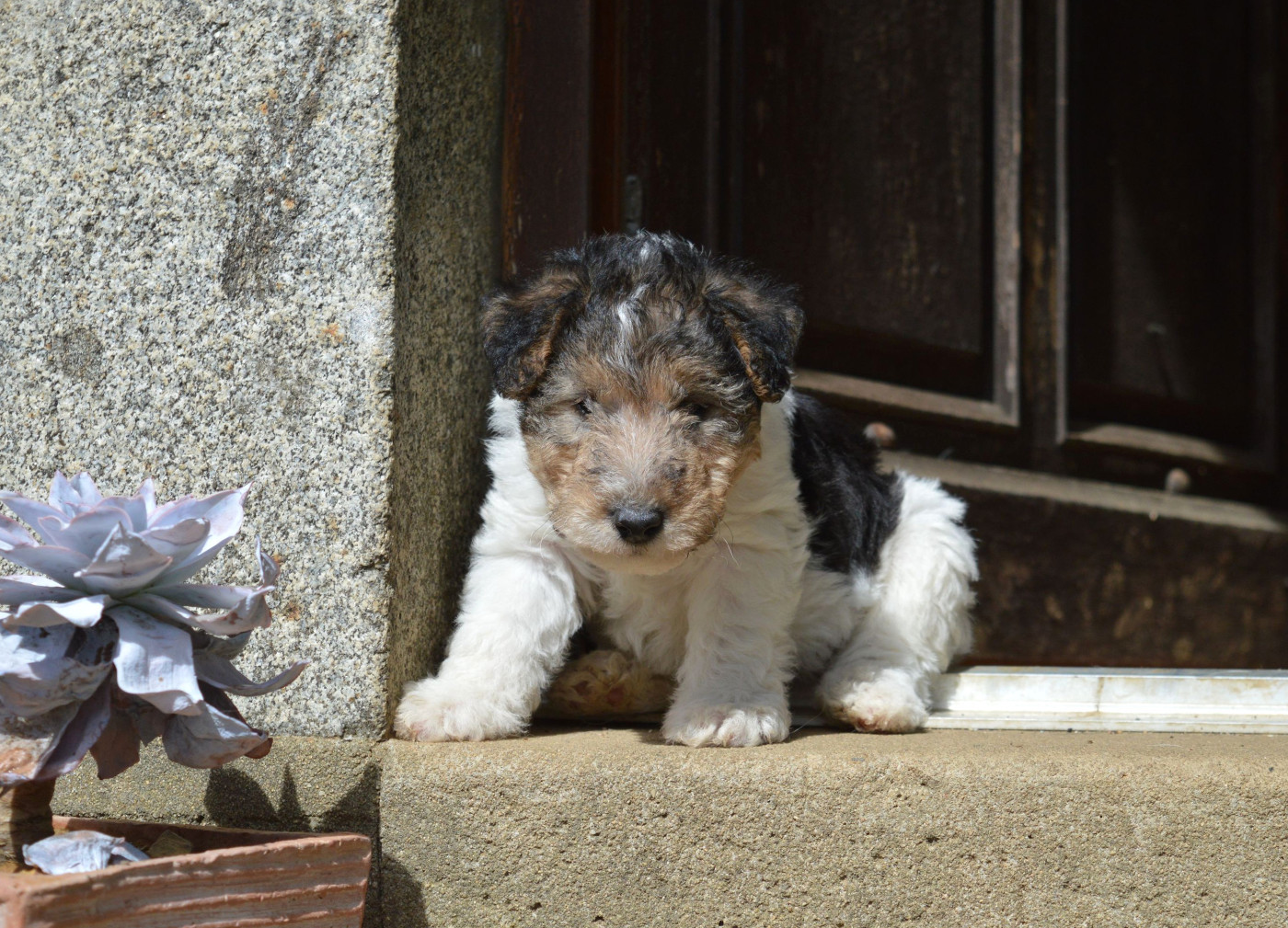 Du Jardin D'inuko - Chiots disponibles - Fox Terrier Poil Dur
