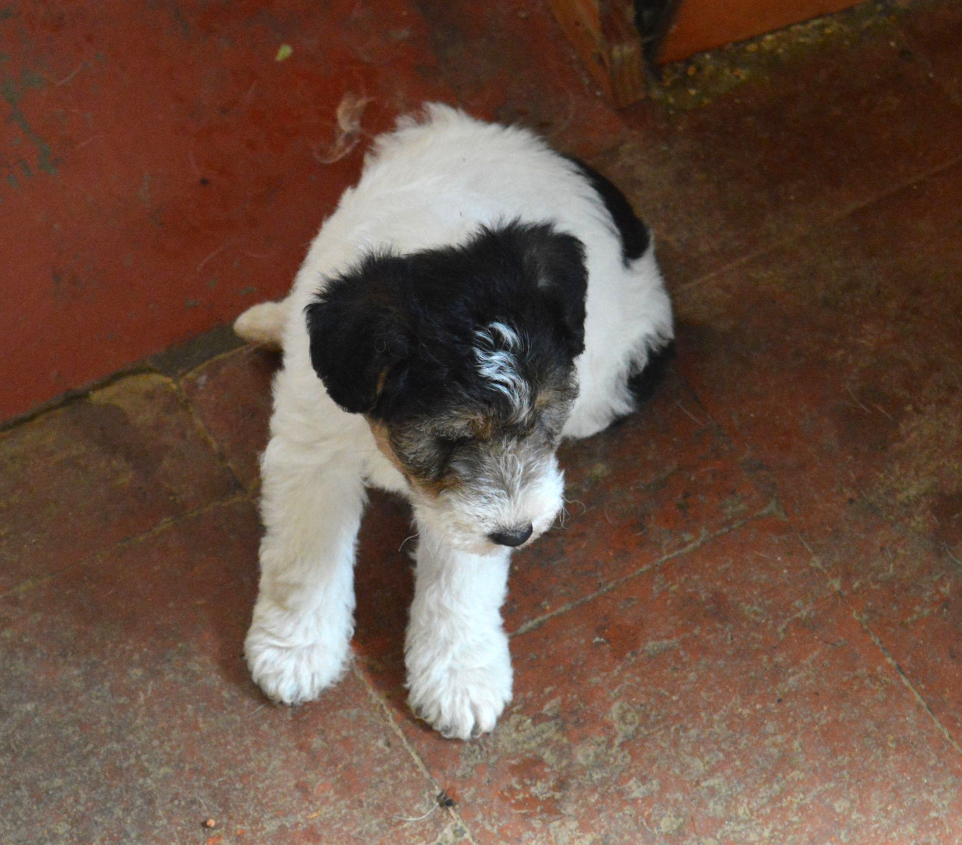 Du Jardin D'inuko - Chiots disponibles - Fox Terrier Poil Dur