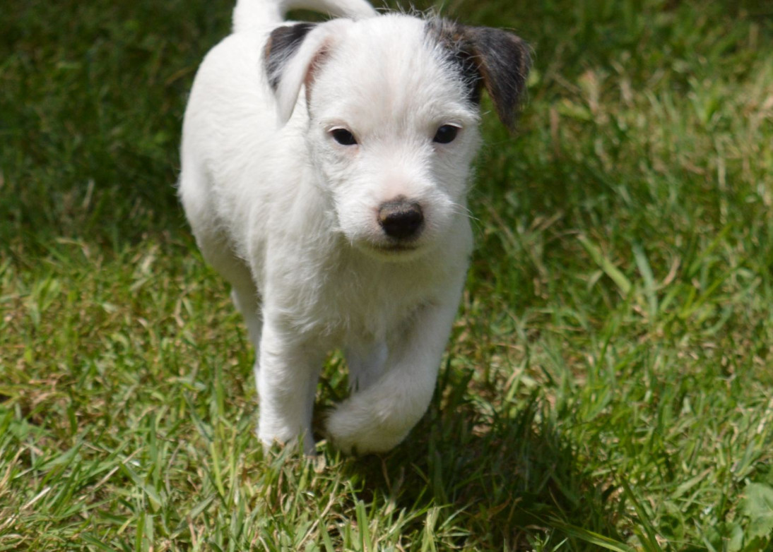 Du Jardin D'inuko - Chiots disponibles - Parson Russell Terrier