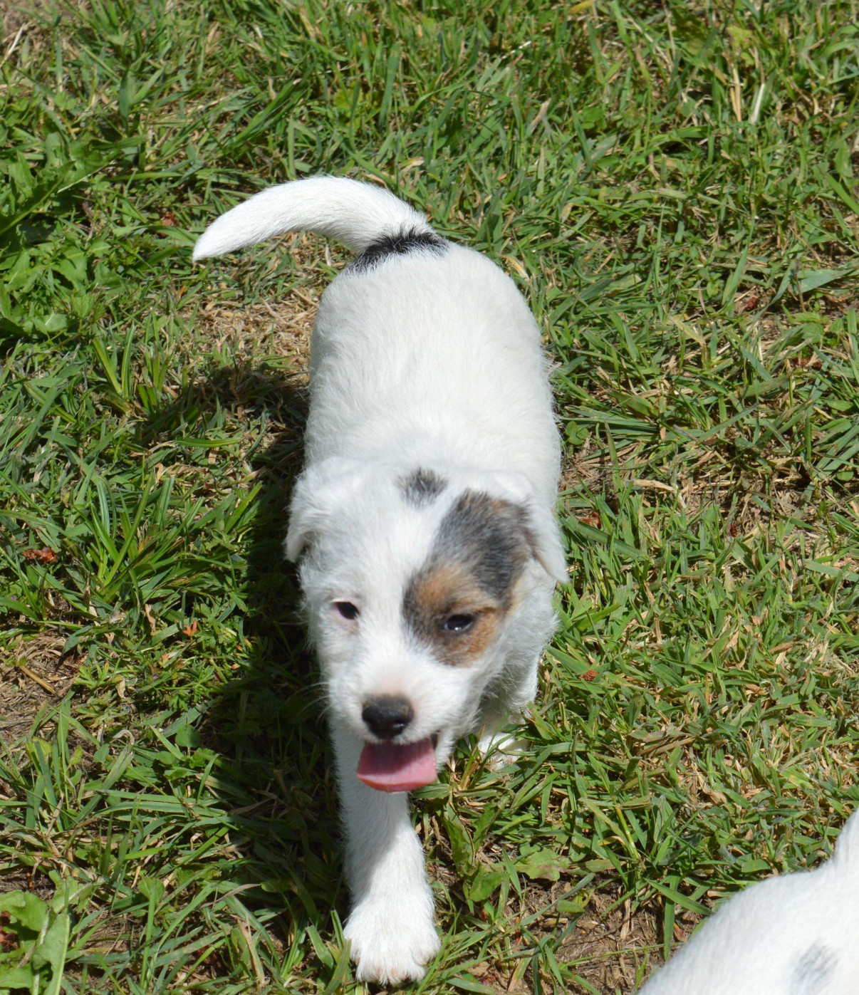 Du Jardin D'inuko - Chiots disponibles - Parson Russell Terrier