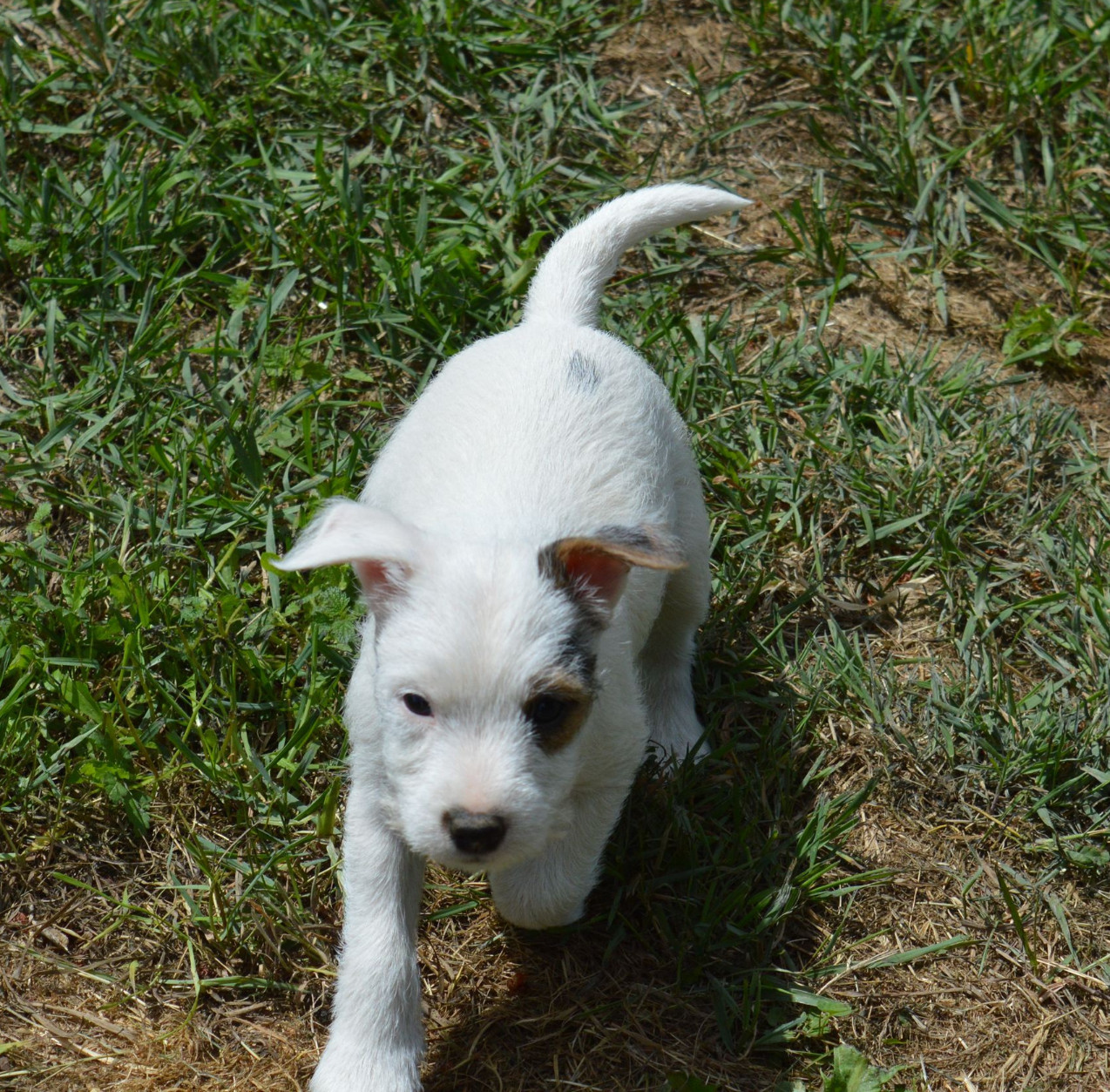 Du Jardin D'inuko - Chiots disponibles - Parson Russell Terrier
