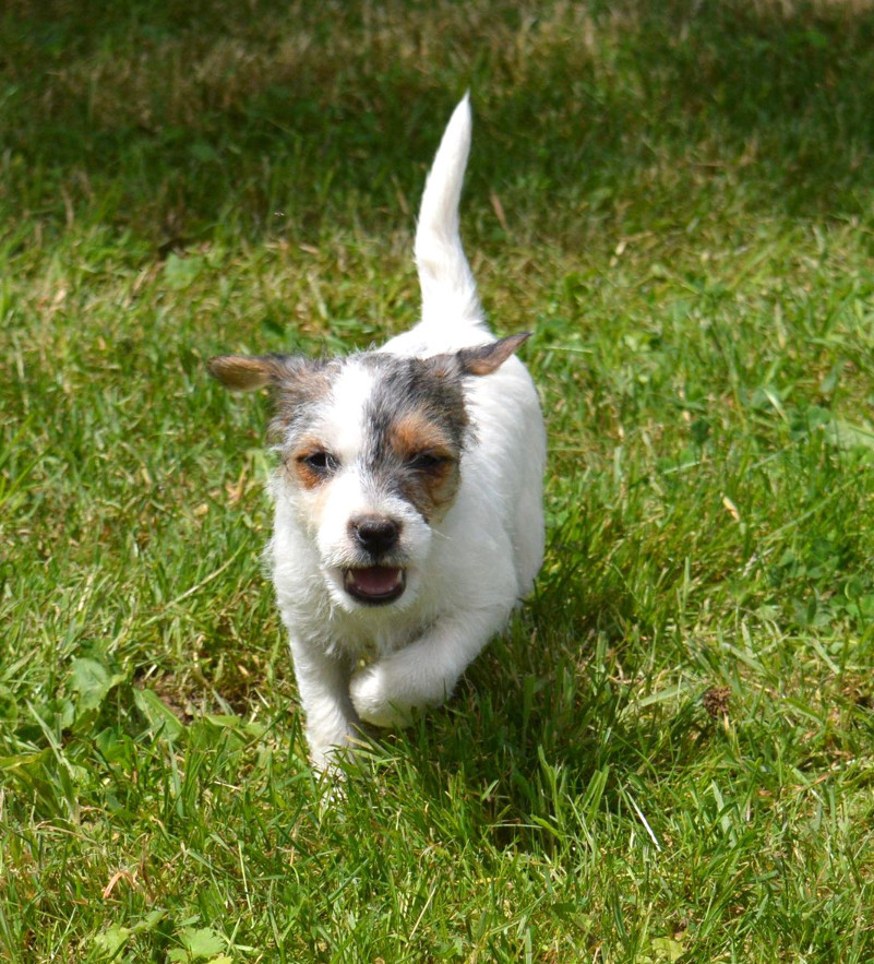 Du Jardin D'inuko - Parson Russell Terrier - Portée née le 18/04/2026