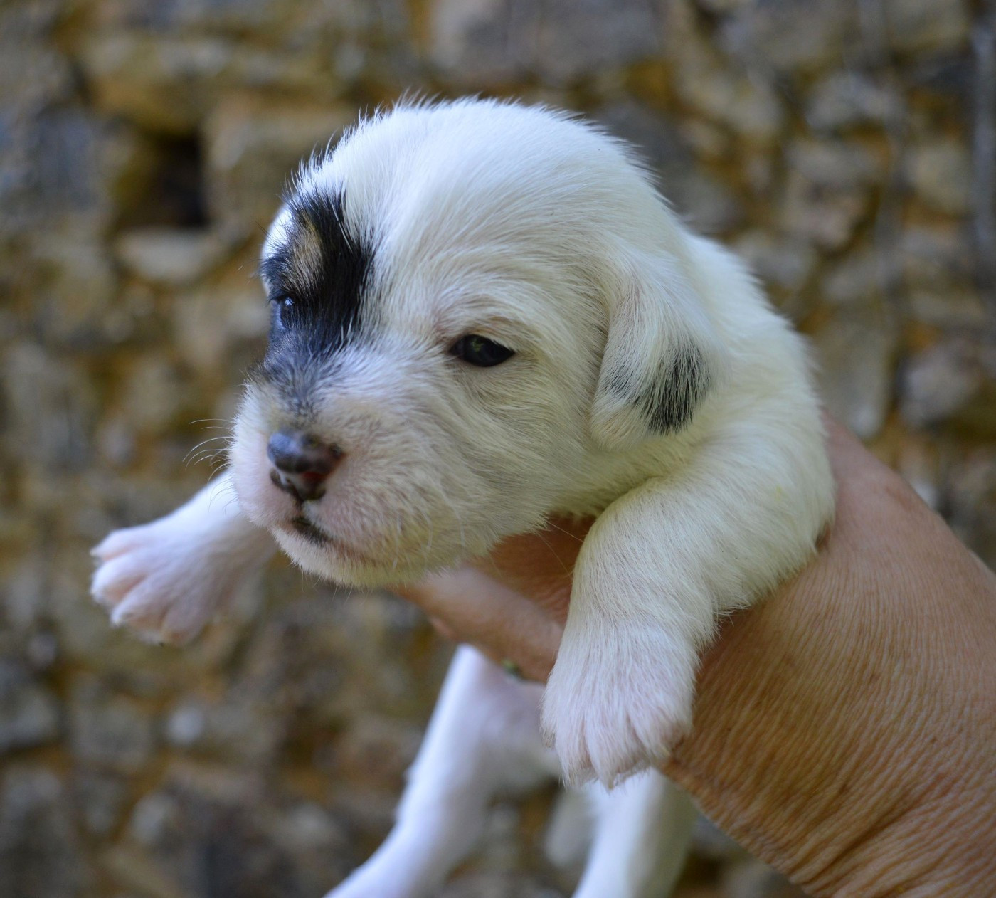 Du Jardin D'inuko - Chiots disponibles - Parson Russell Terrier