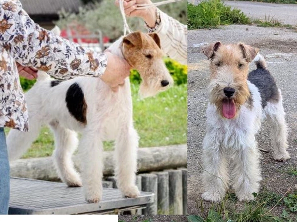 Chiot Fox Terrier Poil Dur Du Jardin D'inuko
