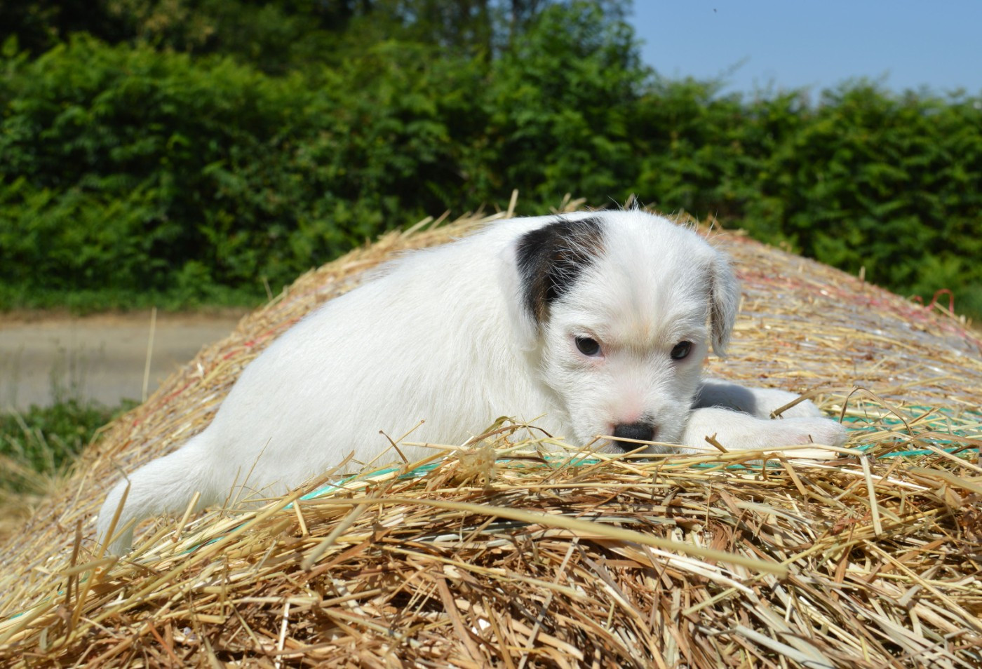 Du Jardin D'inuko - Chiots disponibles - Parson Russell Terrier