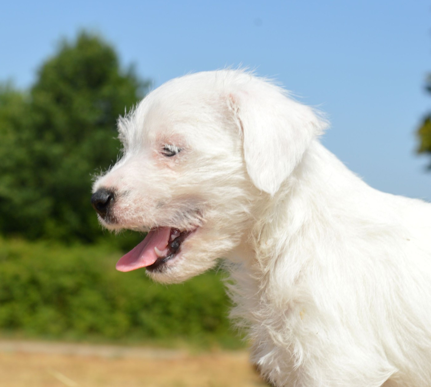 Du Jardin D'inuko - Chiots disponibles - Parson Russell Terrier