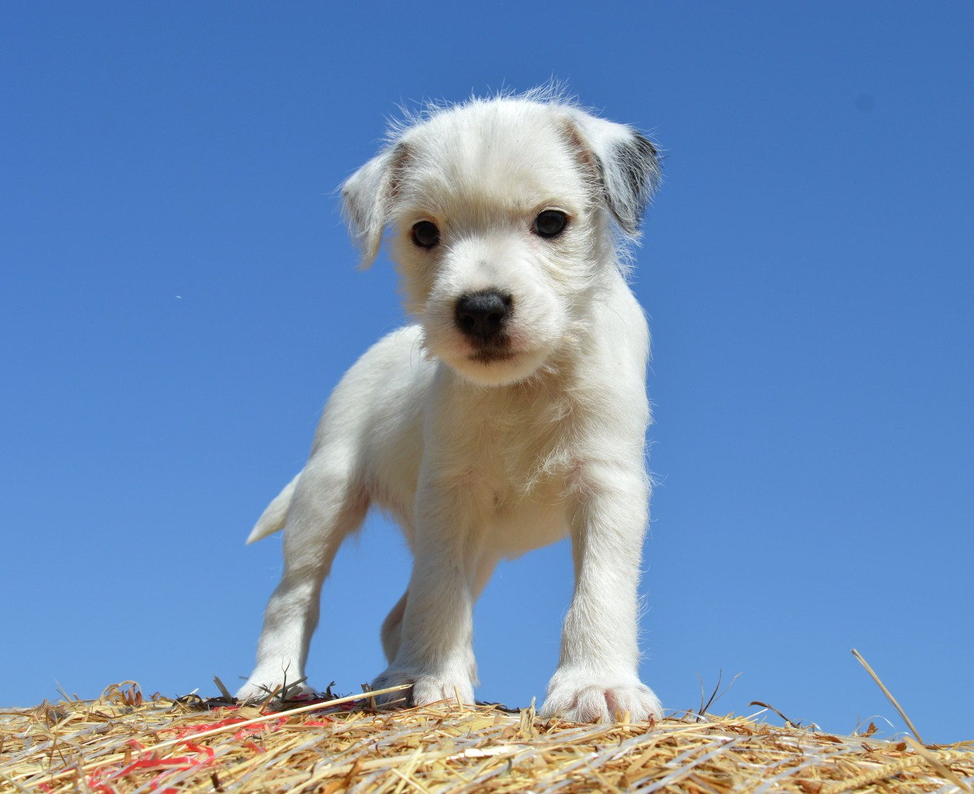 Du Jardin D'inuko - Chiots disponibles - Parson Russell Terrier