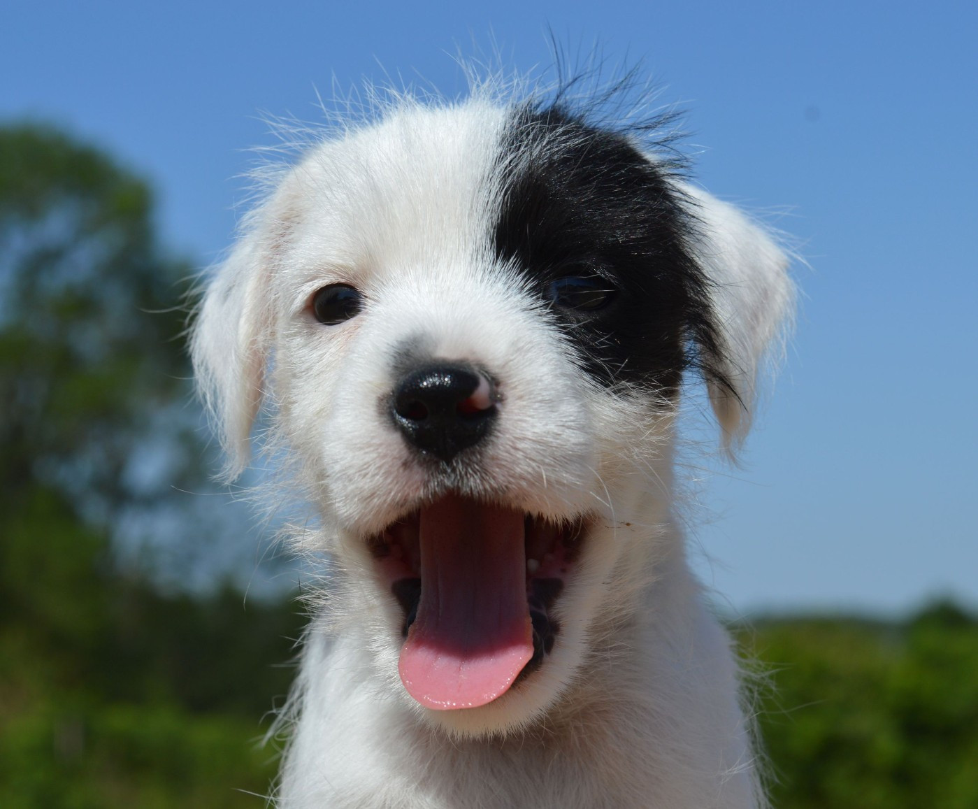 Du Jardin D'inuko - Chiots disponibles - Parson Russell Terrier