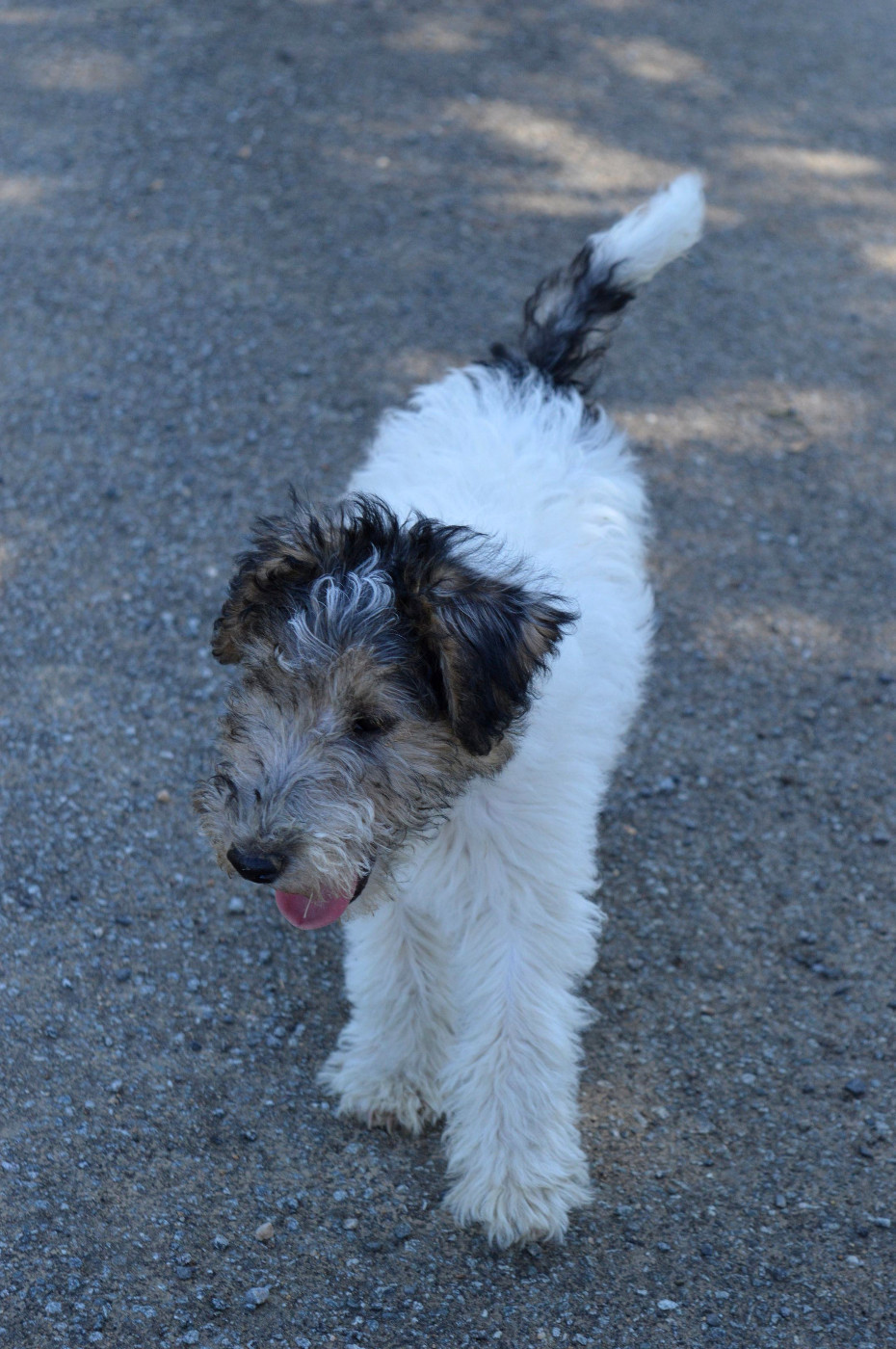 Du Jardin D'inuko - Chiots disponibles - Fox Terrier Poil Dur
