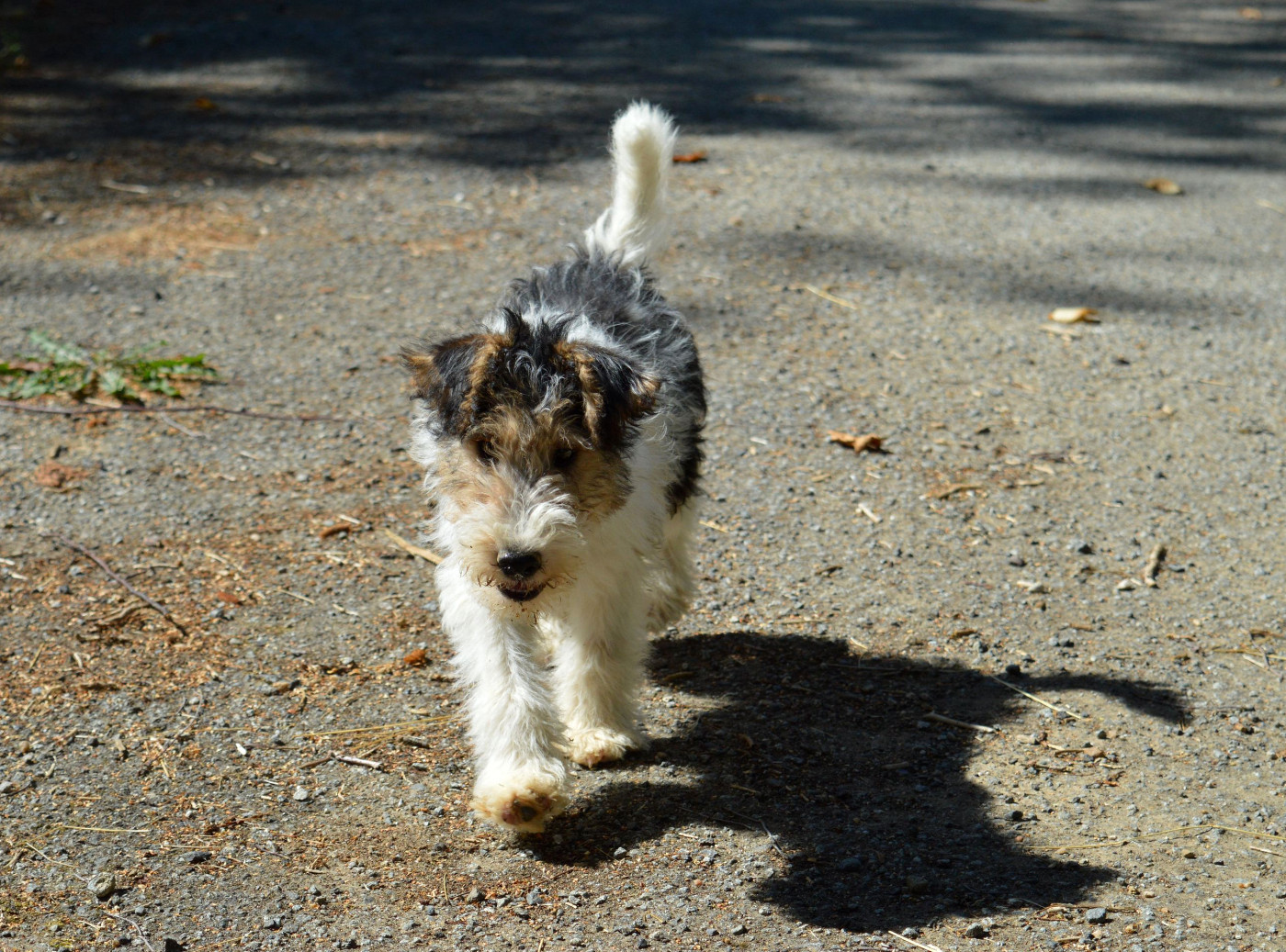 Du Jardin D'inuko - Chiots disponibles - Fox Terrier Poil Dur