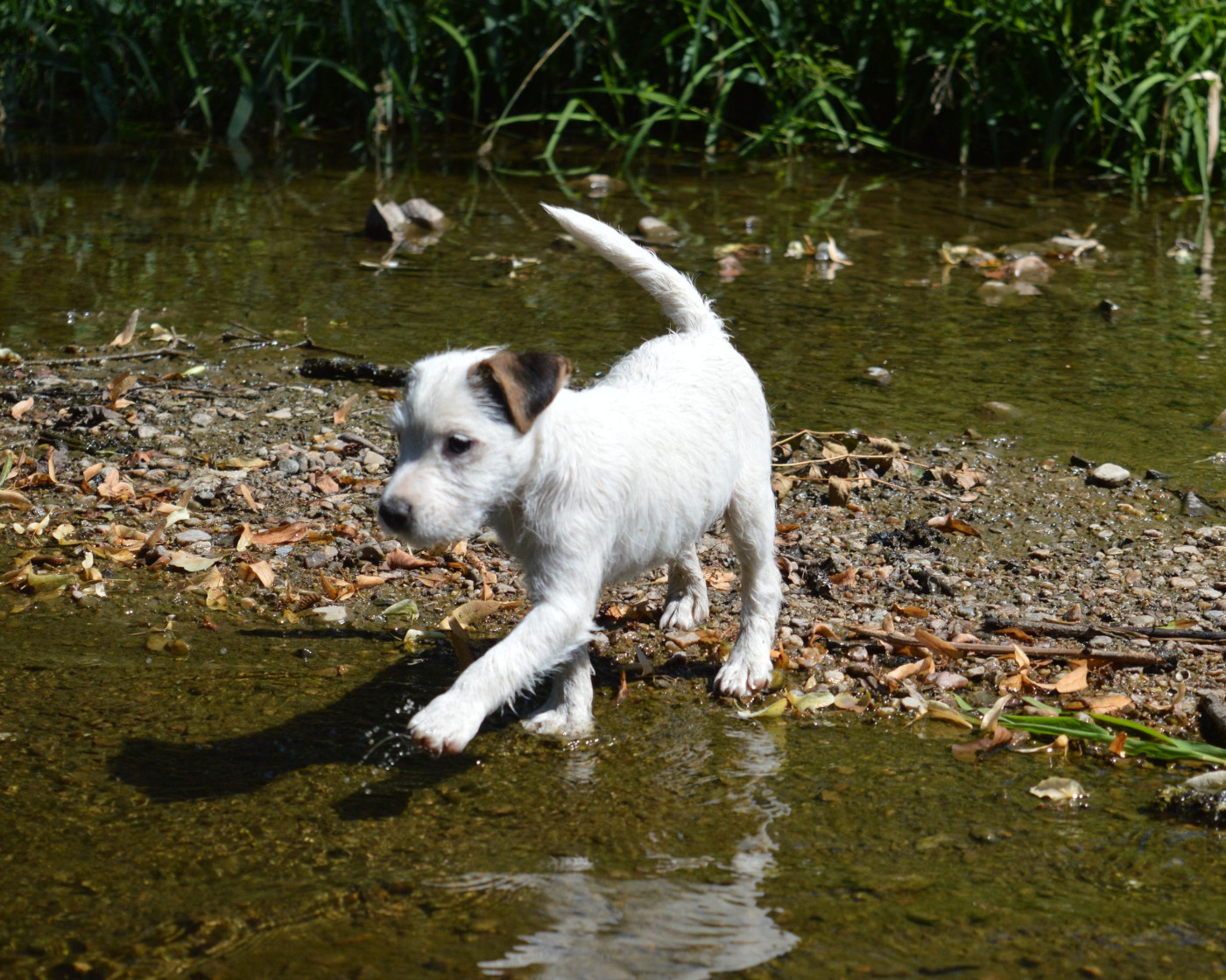 Du Jardin D'inuko - Chiots disponibles - Parson Russell Terrier