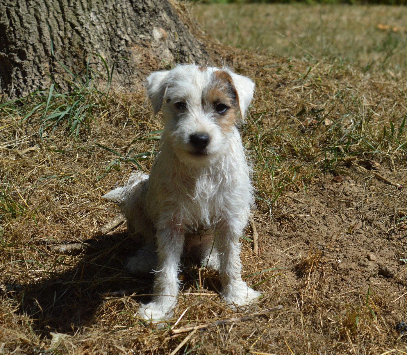Du Jardin D'inuko - Chiots disponibles - Parson Russell Terrier
