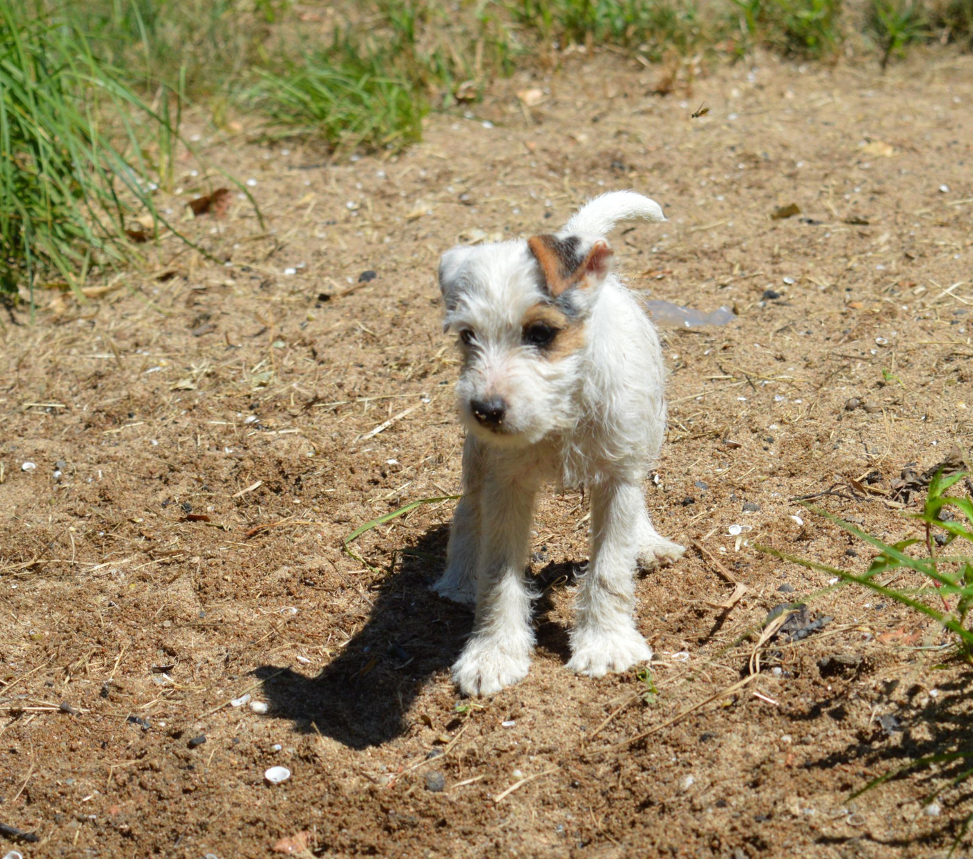 Du Jardin D'inuko - Chiots disponibles - Parson Russell Terrier
