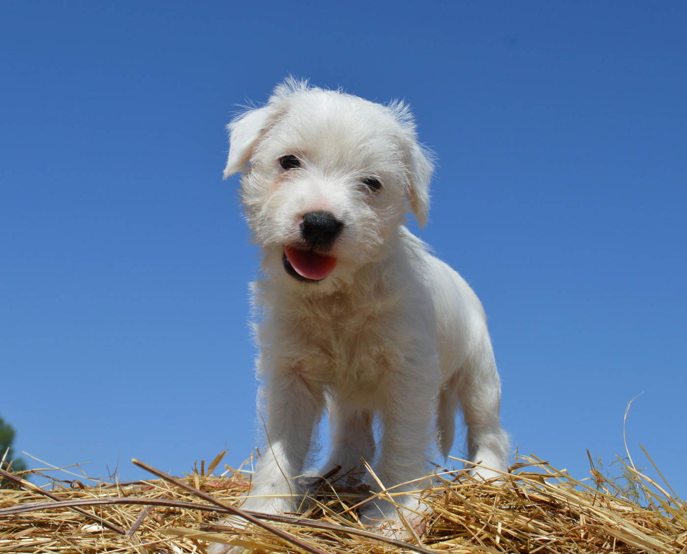 Du Jardin D'inuko - Chiots disponibles - Parson Russell Terrier