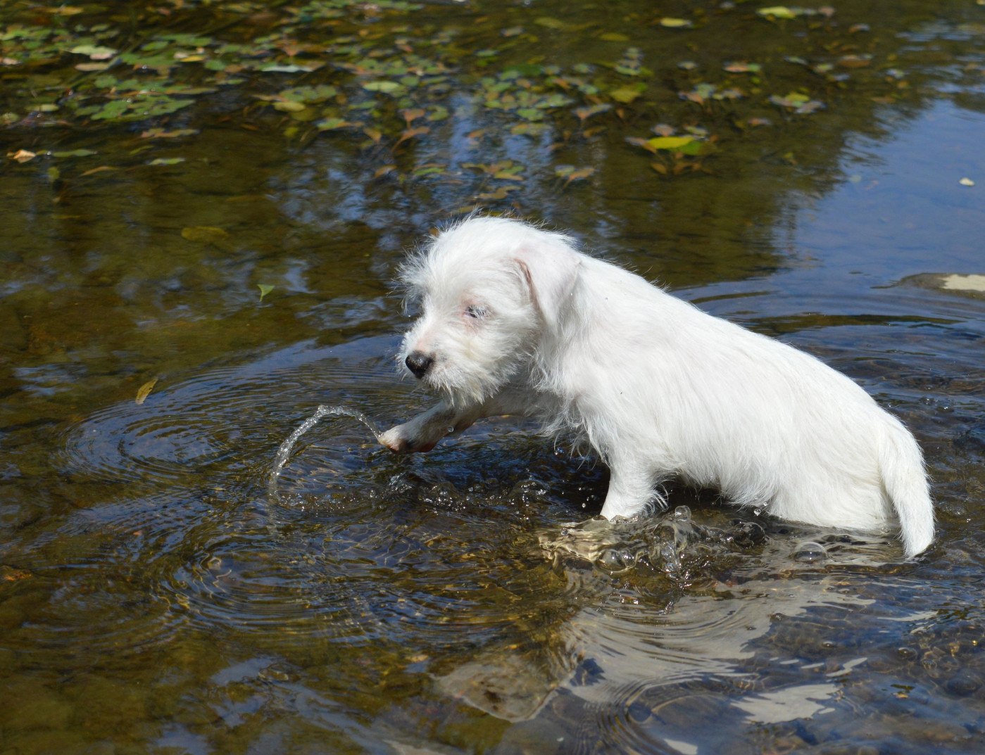Du Jardin D'inuko - Chiots disponibles - Parson Russell Terrier