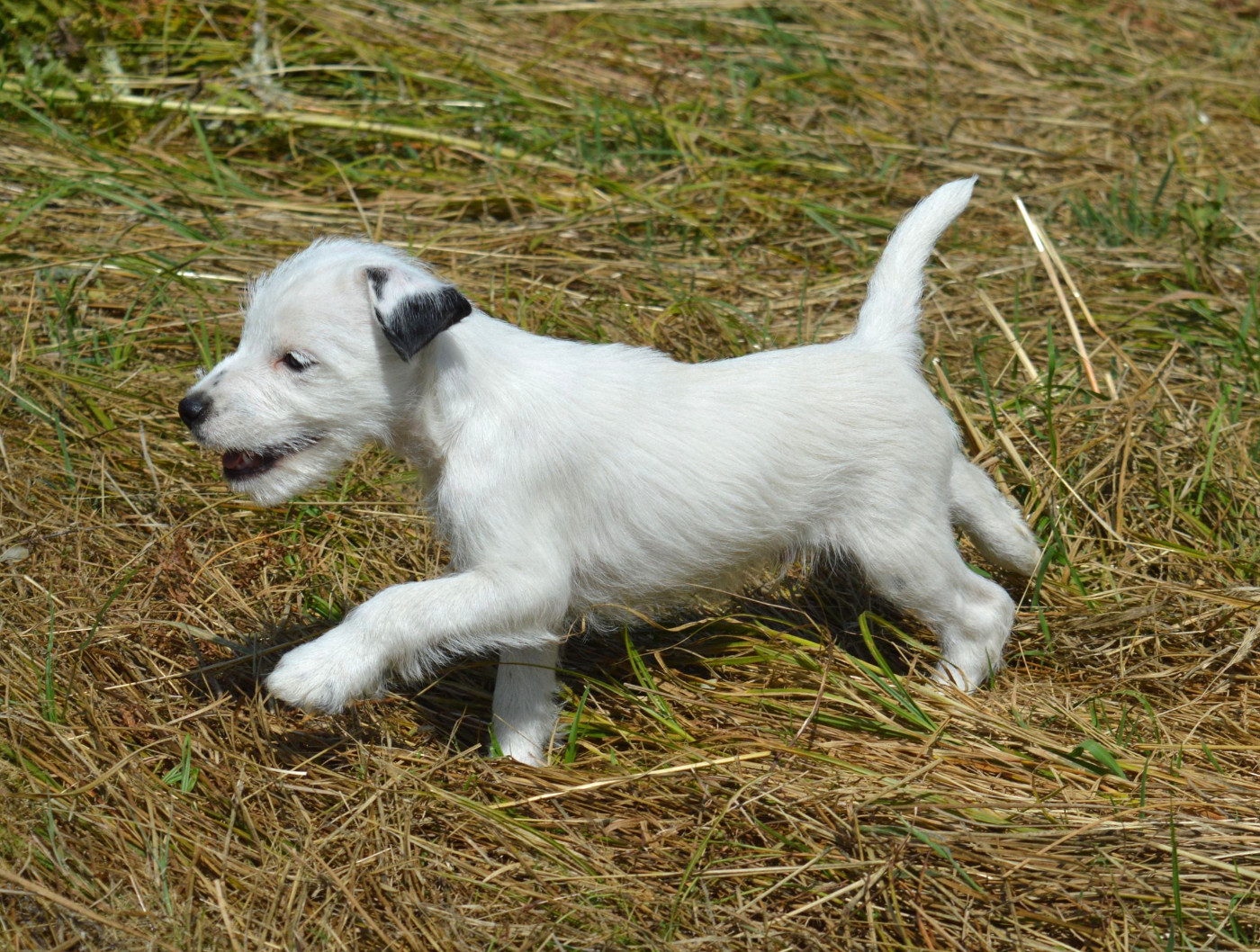 Du Jardin D'inuko - Chiots disponibles - Parson Russell Terrier