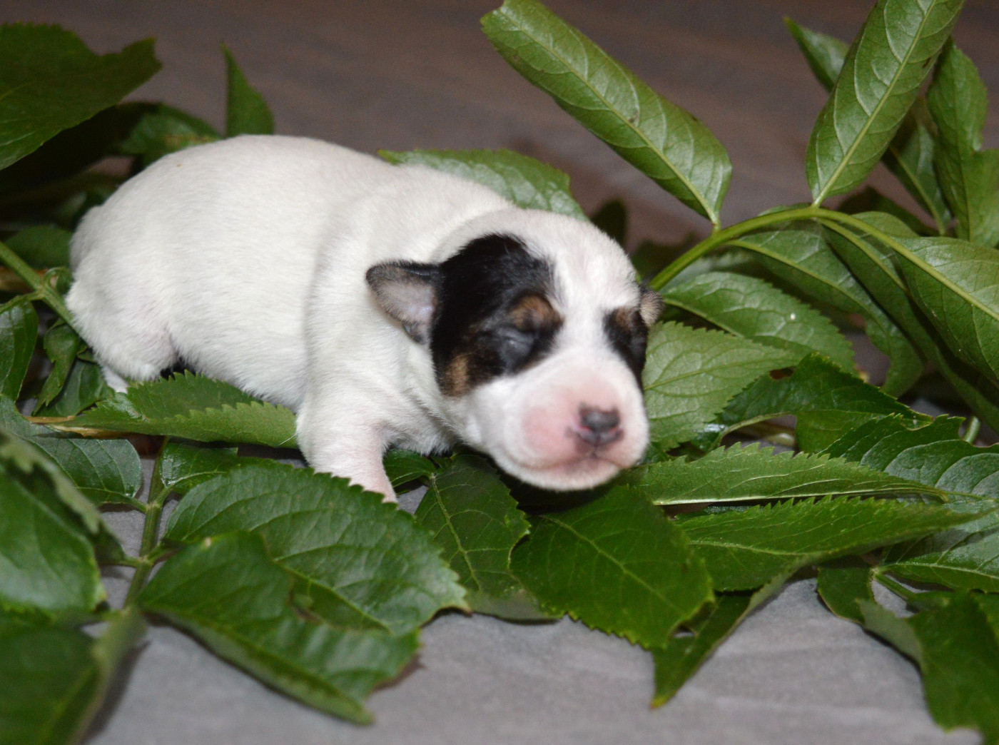 Du Jardin D'inuko - Chiots disponibles - Parson Russell Terrier
