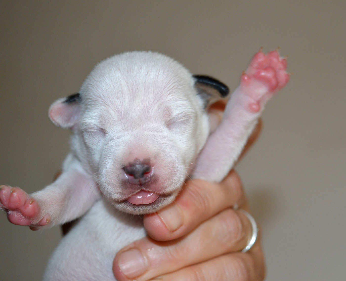 Du Jardin D'inuko - Chiots disponibles - Parson Russell Terrier