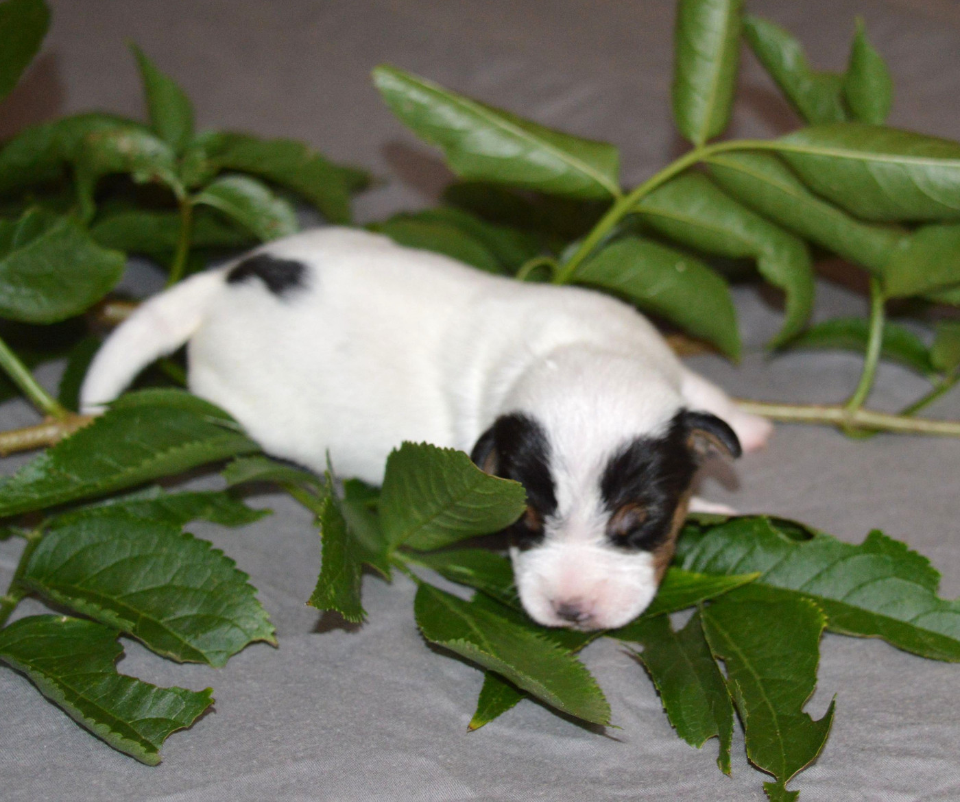 Du Jardin D'inuko - Chiots disponibles - Parson Russell Terrier