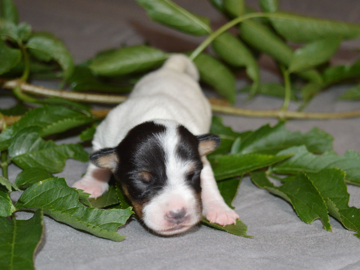 Du Jardin D'inuko - Chiots disponibles - Parson Russell Terrier