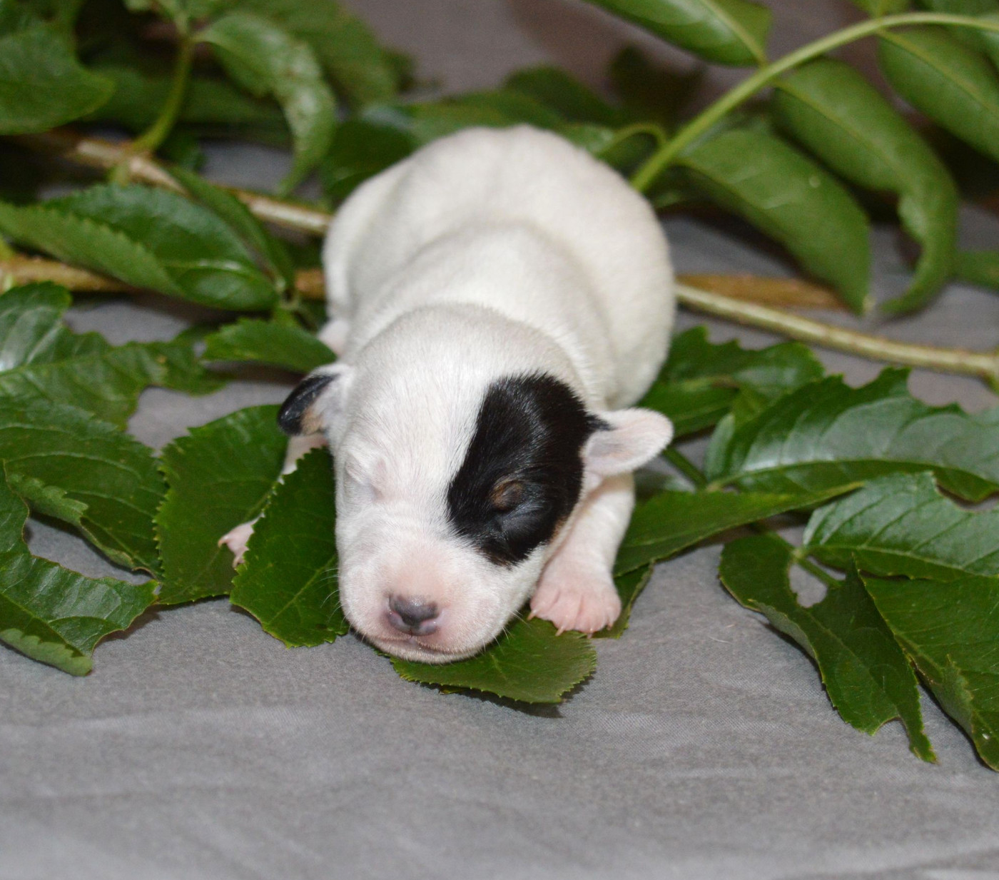 Du Jardin D'inuko - Chiots disponibles - Parson Russell Terrier