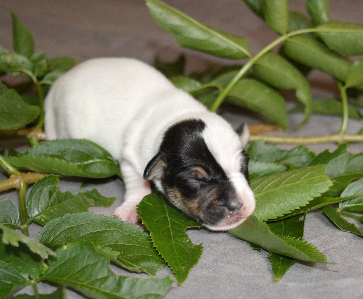 Du Jardin D'inuko - Chiots disponibles - Parson Russell Terrier