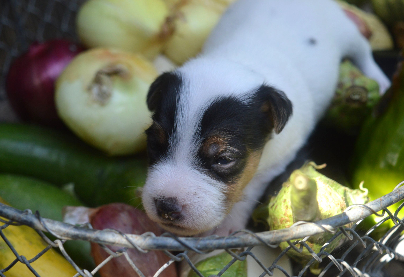 Du Jardin D'inuko - Chiots disponibles - Parson Russell Terrier