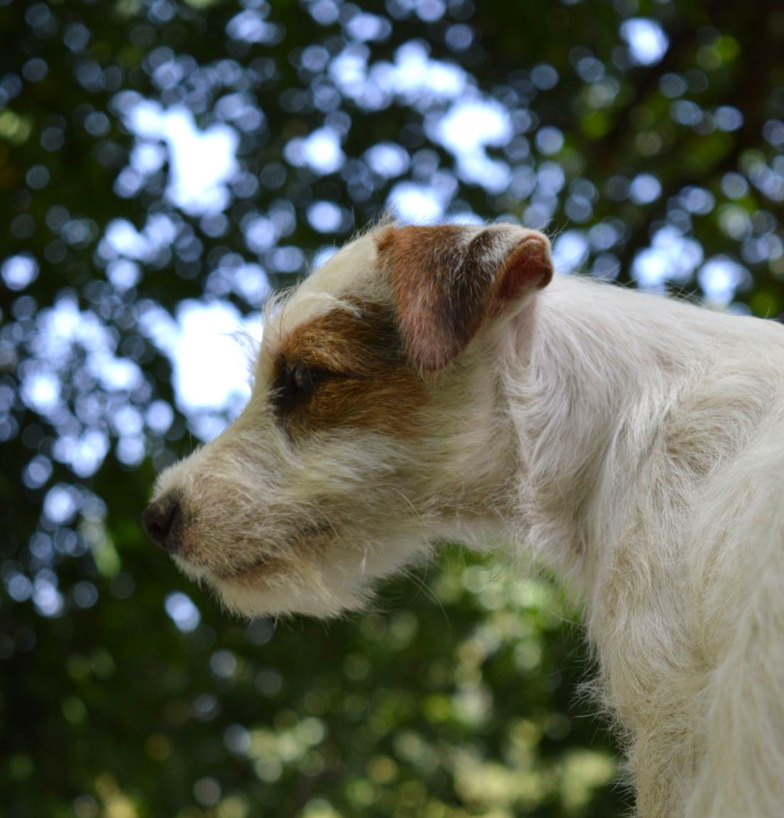 Du Jardin D'inuko - Chiots disponibles - Parson Russell Terrier