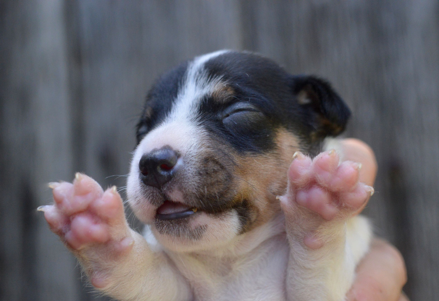 Du Jardin D'inuko - Chiots disponibles - Parson Russell Terrier